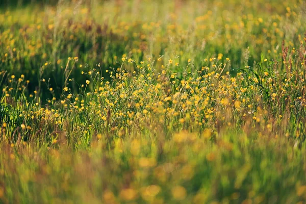 Yellow wild flowers in meadow in spring in evening sunlight. — 스톡 사진