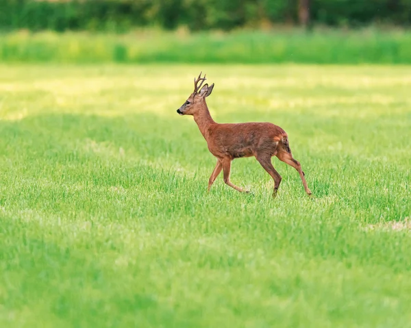 Roebuck andando no prado cortado na primavera . — Fotografia de Stock