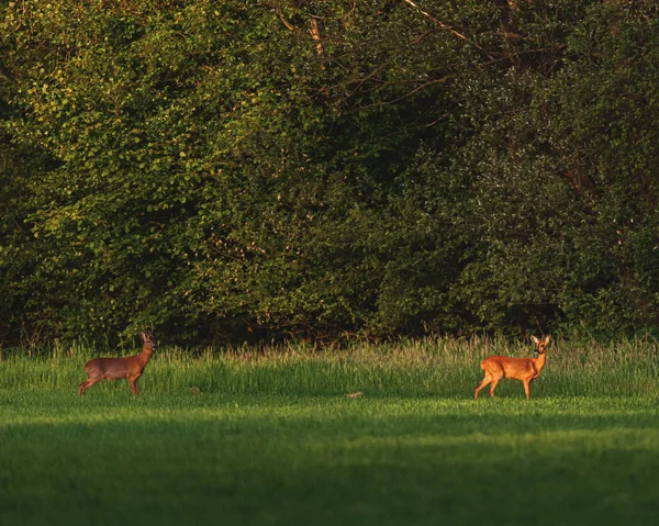 Reh und Rehbock auf Wiese in Waldnähe in der Abendsonne — Stockfoto