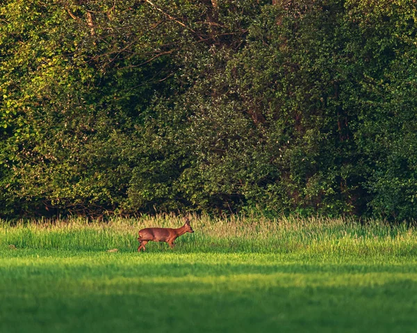 ローバックは、Prprの夕日の中で森の近くの草原を歩く — ストック写真