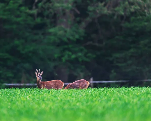 Roebuck en grazende reeën doe op landbouwgrond in het voorjaar. — Stockfoto