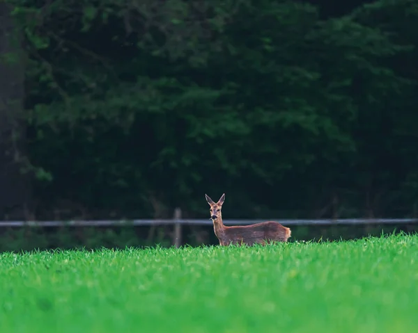 Roe jelen v zemědělské půdě na jaře. — Stock fotografie