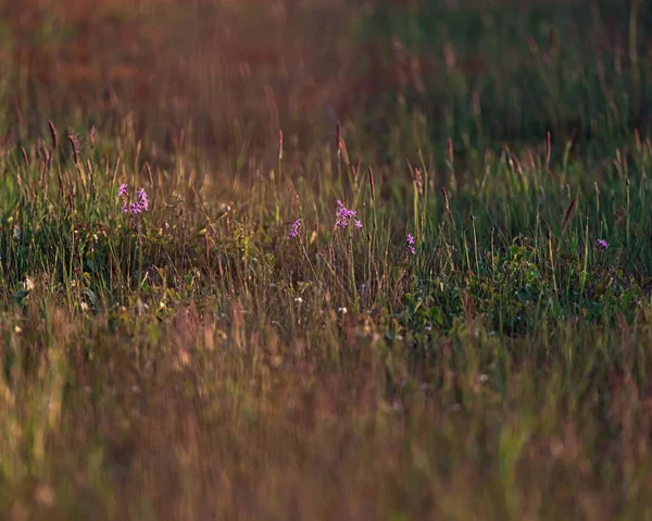 Violette Wildblumen auf der Wiese im Abendsonnenlicht im Frühling. — Stockfoto