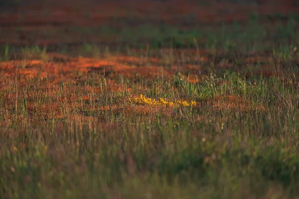 Fleurs sauvages jaunes et mousses dans la prairie dans la lumière du soleil du soir dans — Photo