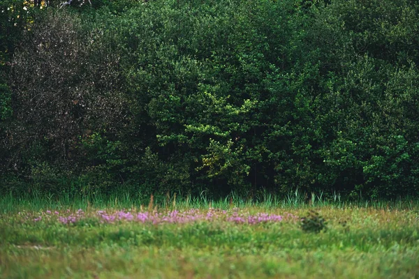 Primavera pradera con flores silvestres rosadas en el borde del bosque . — Foto de Stock