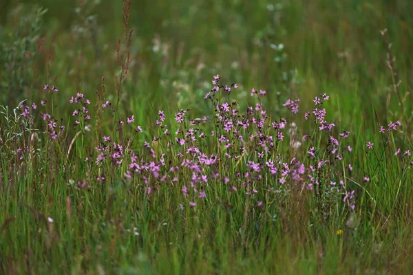 Pink wild flowers between tall grass in spring meadow.