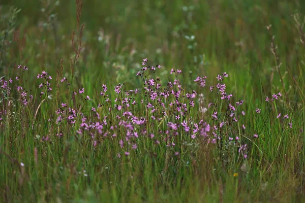 Pink wild flowers between tall grass in spring meadow.