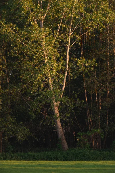 Árvore na borda da floresta na luz solar da noite na primavera . — Fotografia de Stock