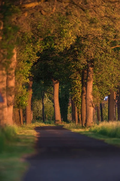 Camino de campo con árboles a la luz del sol en primavera . —  Fotos de Stock