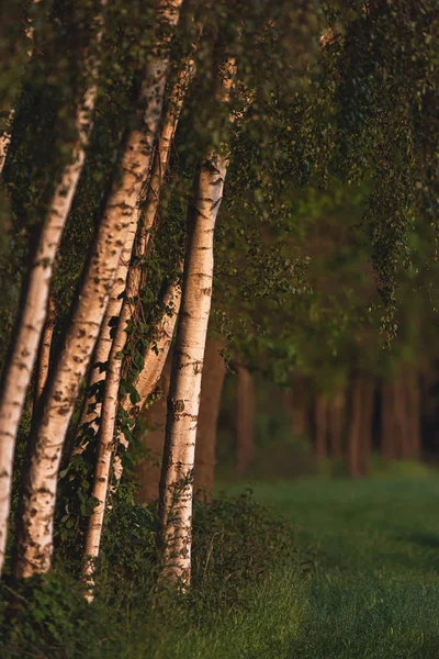 Birch trunks at forest edge in evening sunlight in spring. — Stock Photo, Image