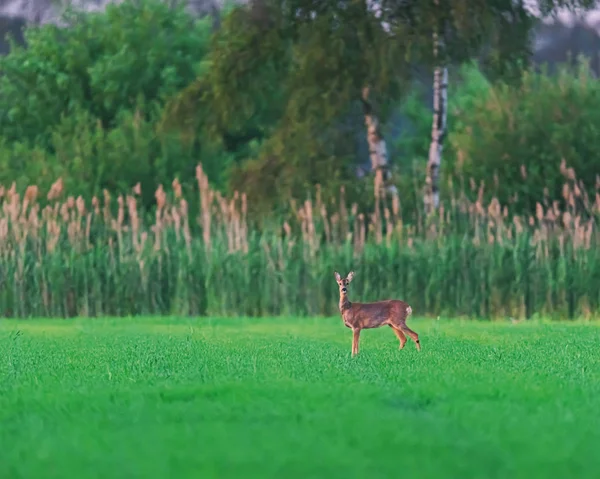 Alert Roe herten doe in landbouwgrond in het voorjaar bij zonsondergang. — Stockfoto