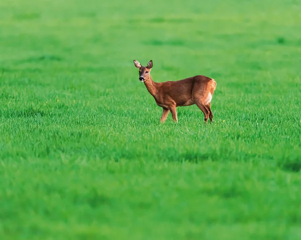 Roe cervo corça no prado na primavera à luz do sol à noite . — Fotografia de Stock