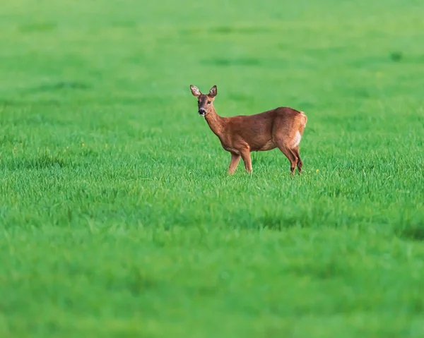 Roe cervo corça no prado na primavera à luz do sol à noite . — Fotografia de Stock