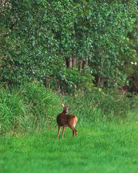 Roe cervo corça perto da borda da floresta olhando sobre o ombro . — Fotografia de Stock