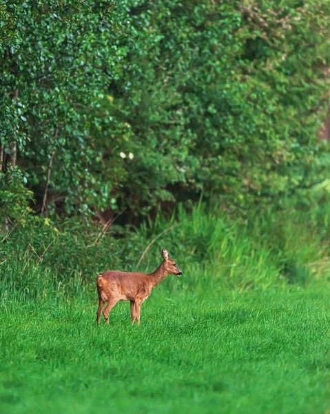 Rehe stehen im Frühjahr auf Wiese am Waldrand. — Stockfoto