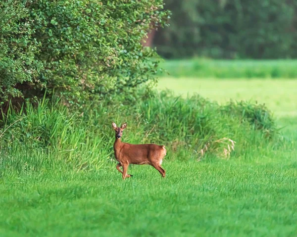 Alerte corça corça em pé no prado na borda da floresta na primavera . — Fotografia de Stock