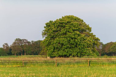 Baharda akşam güneş ışığında çayırda kestane ağacı.