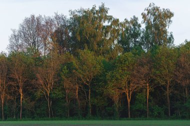 İlkbaharda akşam güneş ışığında orman kenarı ile tarım arazisi.