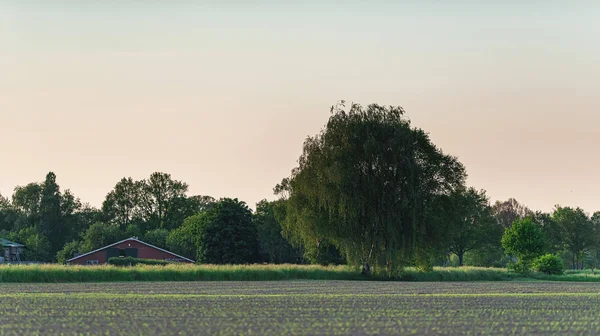 Farmland with trees in evening sunlight in spring. — Stock Photo, Image