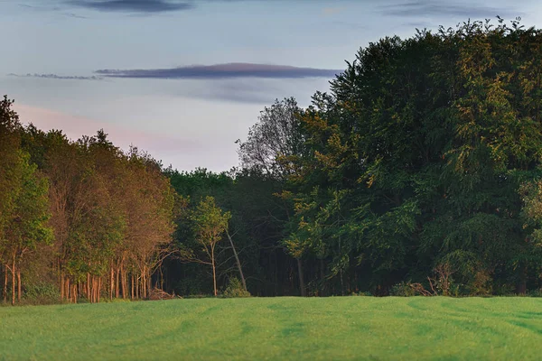 Ackerland Mit Waldrand Der Abendsonne Frühling — Stockfoto