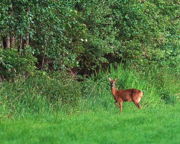 Alerte Corça Corça Prado Borda Floresta Primavera — Fotografia de Stock