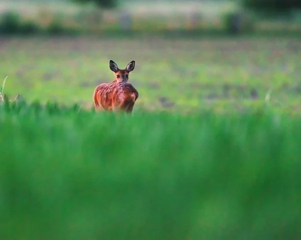 Roe Cervo Corça Terras Agrícolas Primavera Olhando Sobre Ombro — Fotografia de Stock