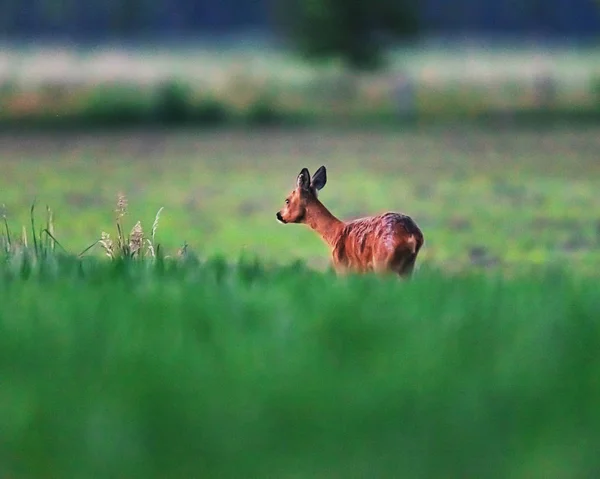 Ciervo Ciervo Tierras Cultivo Primavera Atardecer — Foto de Stock