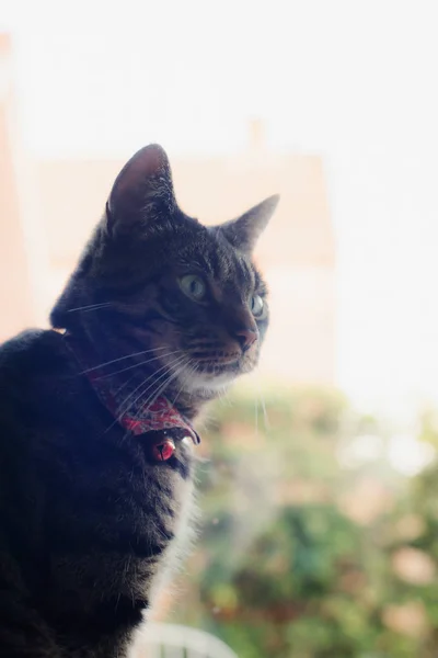 Tabby Cat sitting indoors in front of window . — стоковое фото