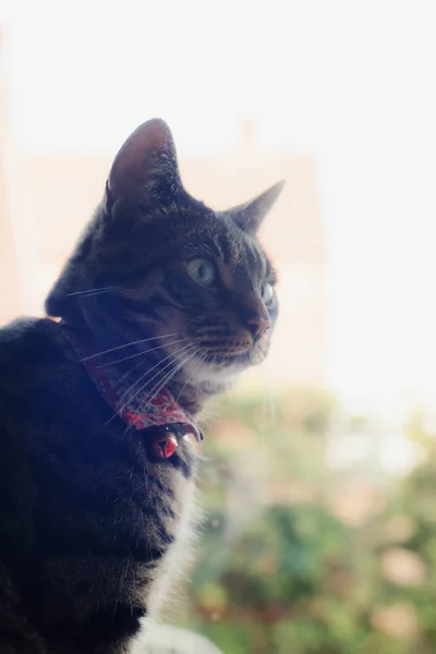 टैबी बिल्ली खिड़की के सामने घर के अंदर बैठे . — स्टॉक फ़ोटो, इमेज
