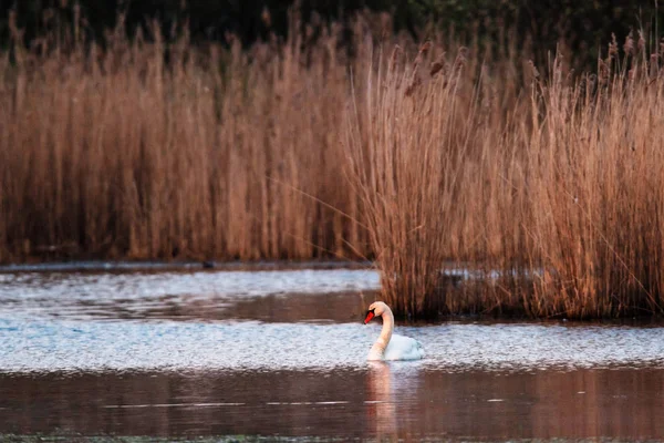 Cisne mudo en el lago con caña a la luz del sol de la noche . — Foto de Stock