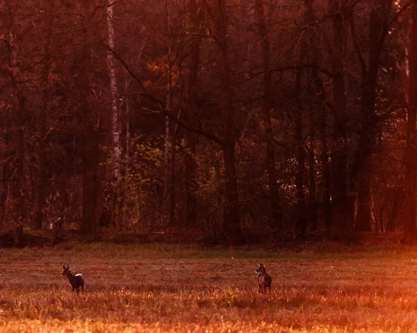 Zwei Rehe auf einer Wiese in Waldnähe in der Abendsonne. — Stockfoto