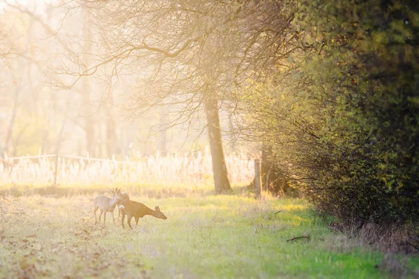 Tre caprioli al pascolo in terreni agricoli all'inizio della primavera su — Foto Stock