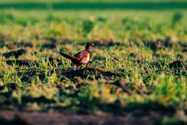 Faisán macho en tierras de labranza a la luz del sol . — Foto de Stock