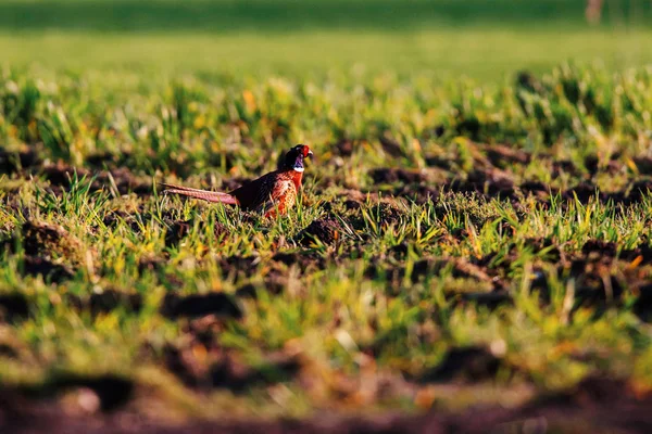 Male pheasant in farmland in evening sunlight. — Stock Photo, Image