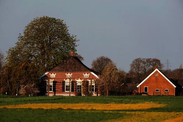 古老的荷兰农舍与谷仓在傍晚的阳光在早期斯普林 — 图库照片