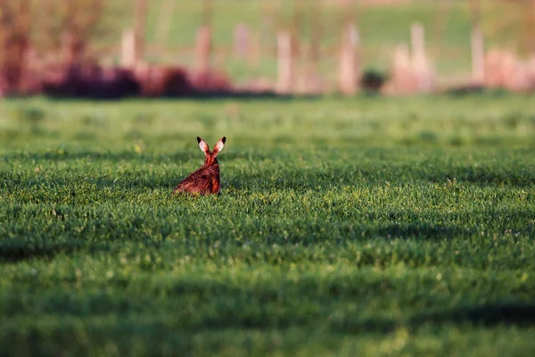 在傍晚的阳光下，在草地上的兔. — 图库照片