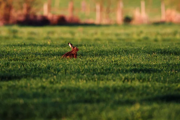 Lièvre dans la prairie au soleil du soir . — Photo