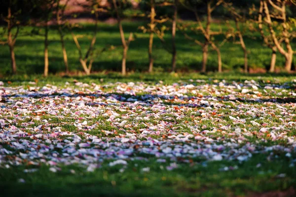 Merada çiçek düşen yapraklar. — Stok fotoğraf