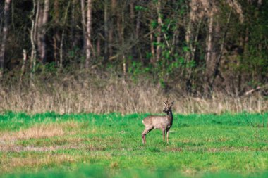 Roebuck orman kenarında güneşli çayırda ayakta.
