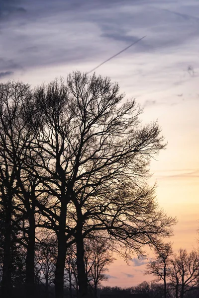 Silueta de árboles desnudos al atardecer . —  Fotos de Stock