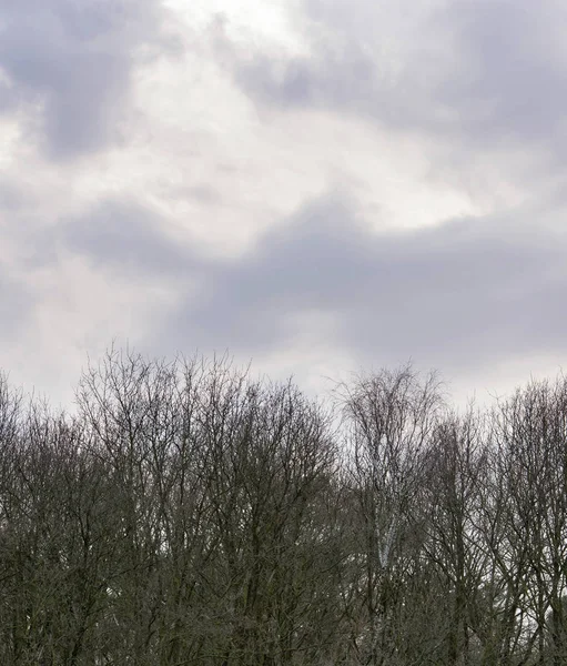 Äste kahler Bäume unter bewölktem Himmel. — Stockfoto