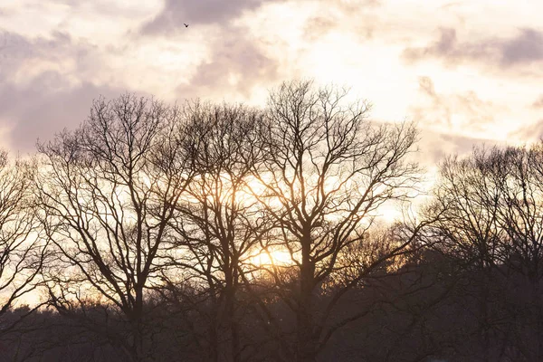 Bulutlu gün batımında çıplak ağaçların siluetleri. — Stok fotoğraf