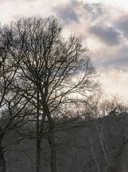 Kale bomen tegen bewolkte hemel. — Stockfoto