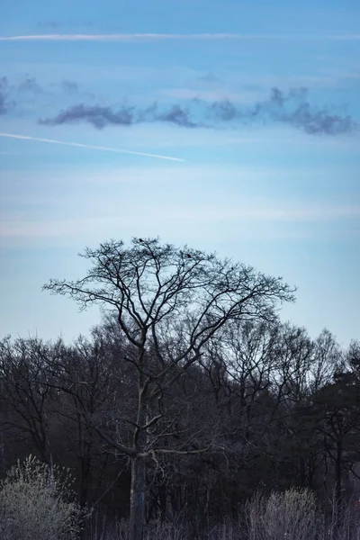 Μεγάλο γυμνό δέντρο στο δάσος με μπλε συννεφιασμένο ουρανό. — Φωτογραφία Αρχείου