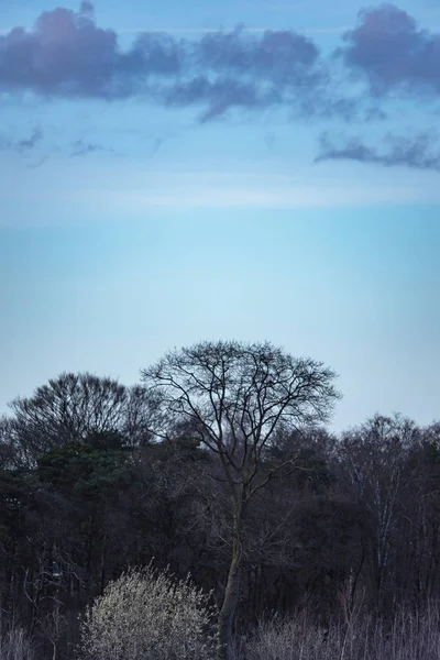 Μεγάλο γυμνό δέντρο στο δάσος με μπλε συννεφιασμένο ουρανό. — Φωτογραφία Αρχείου