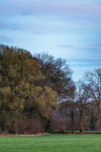 Луг с деревьями ранней весной на закате . — стоковое фото