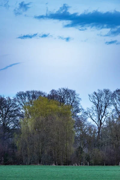Prado com borda da floresta no início da primavera no pôr do sol nublado . — Fotografia de Stock