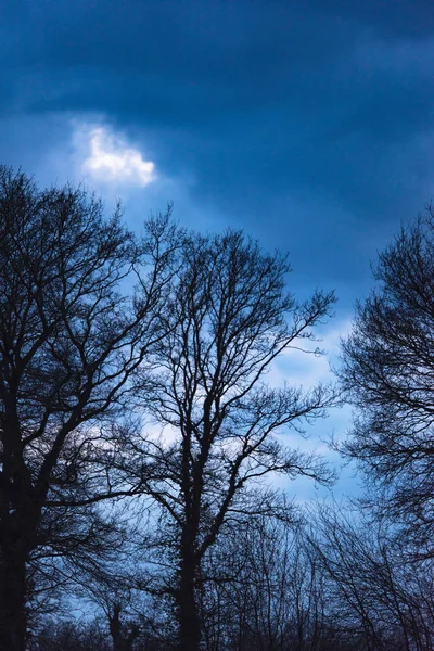 Silueta de árboles desnudos contra el cielo nublado al atardecer . — Foto de Stock