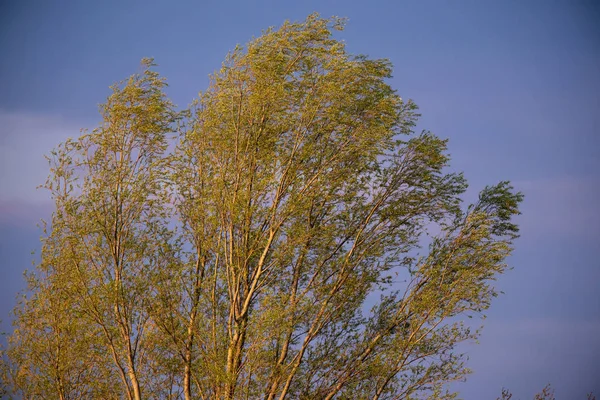 Árvore na primavera na luz solar da noite . — Fotografia de Stock