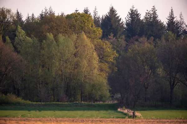 Tierras de cultivo en el borde del bosque en primavera al atardecer . —  Fotos de Stock